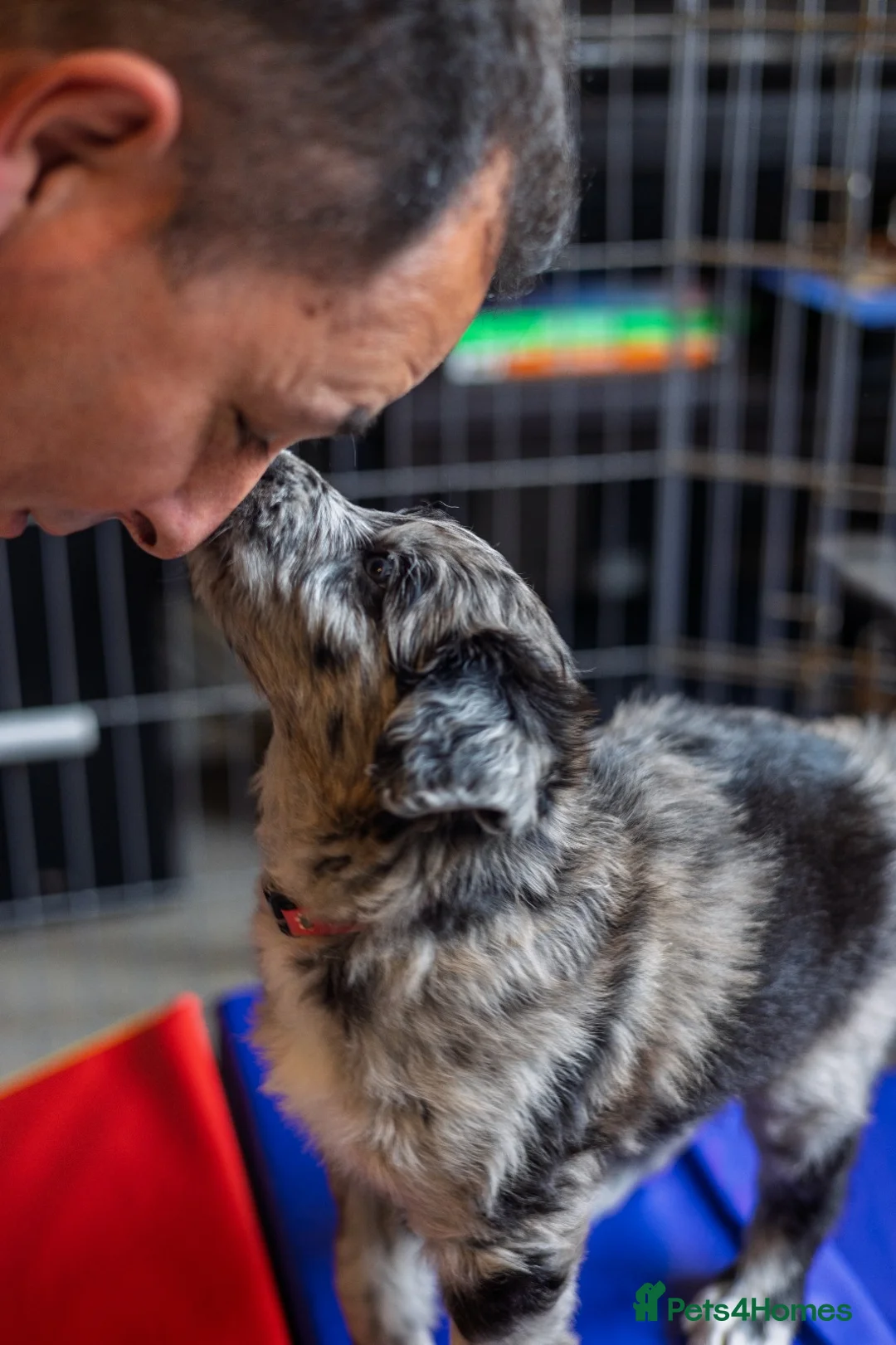 Mixed Breed dogs for sale: ☀️🌙Waiting list open🌙☀️ - Advert 18