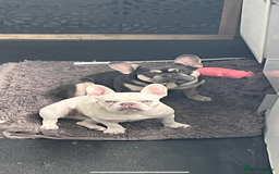 French Bulldog dogs for stud: JIM BOY is for stud DWKC registered no AI in West Molesey - Image 14