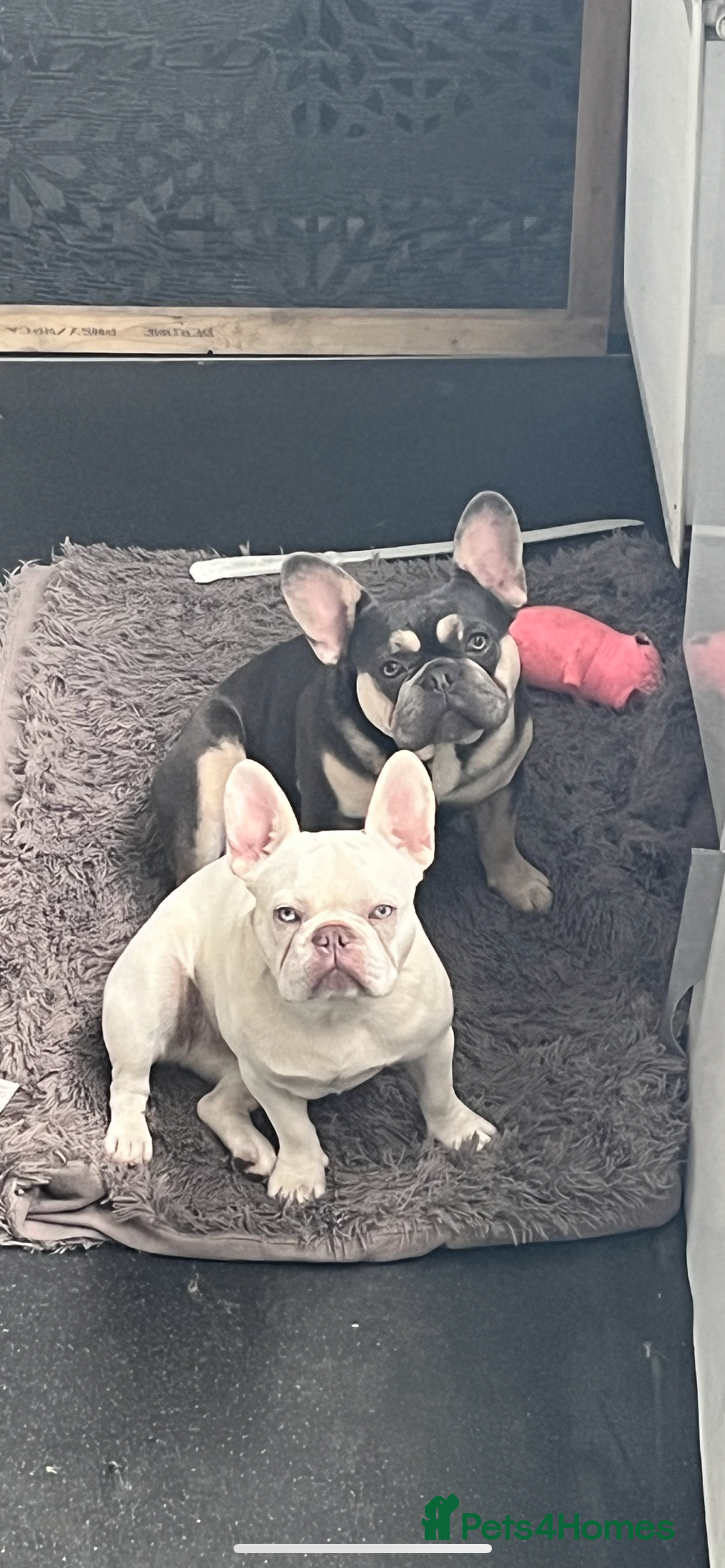 French Bulldog dogs for stud: JIM BOY is for stud DWKC registered no AI in West Molesey - Image 14