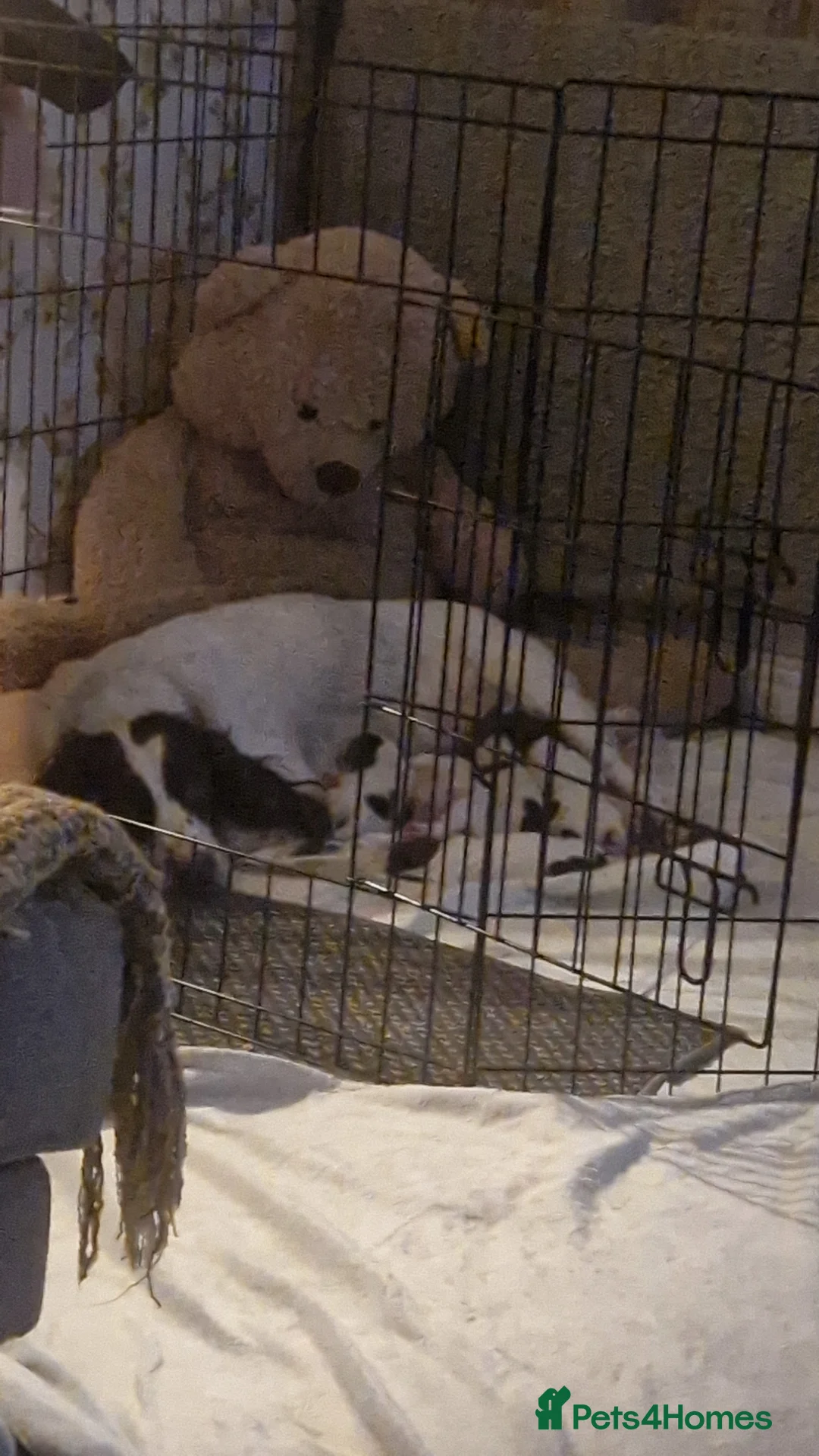 English Springer Spaniel dogs for sale: Working English springer pups  in Littleborough - Advert 18