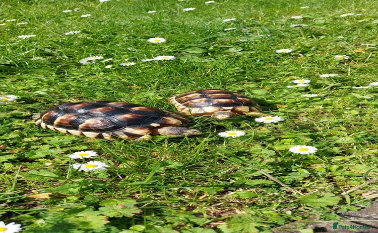 Tortoise reptiles - Advert 1