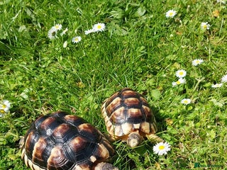 Tortoise reptiles - Advert 8