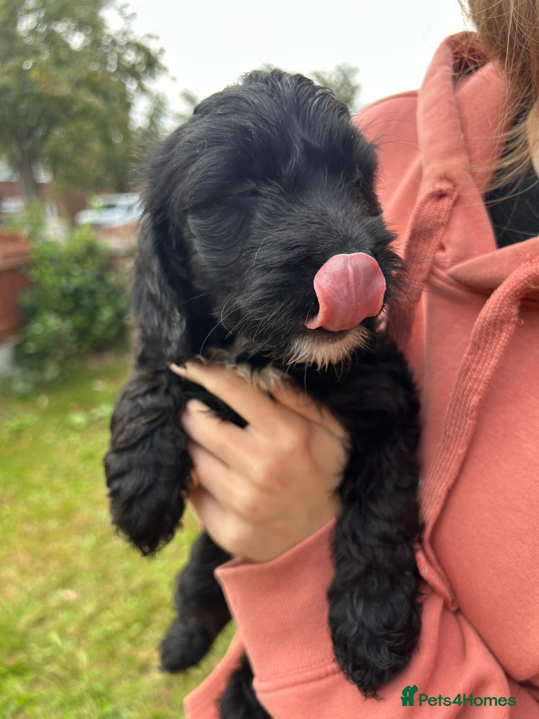 Cockapoo dogs for sale: Cockapoo pups - Image 2