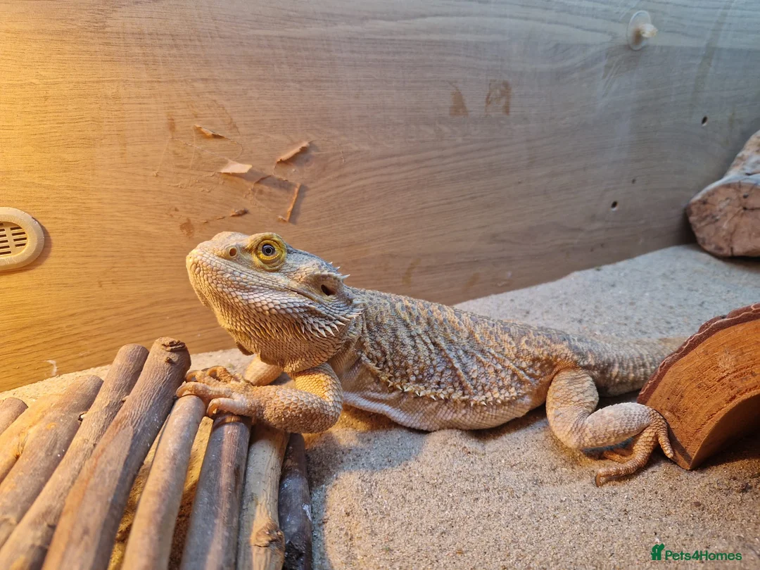 Bearded Dragon reptiles for sale: 2 Male Bearded Dragons, 1 Is A Silk Back. - Advert 5
