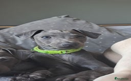 Italian Greyhound dogs for sale: Beautiful Blue Italian greyhound  - Image 5