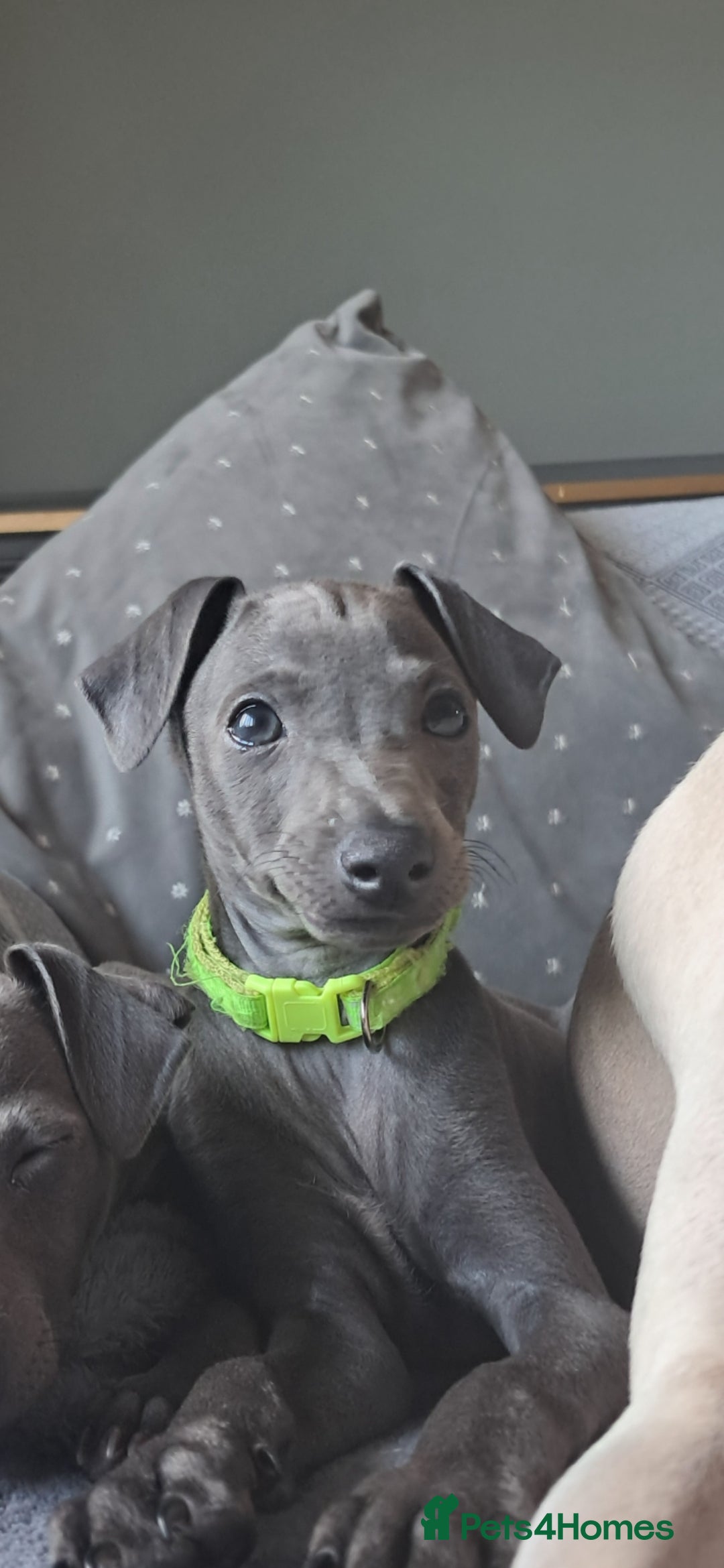 Italian Greyhound dogs for sale: Beautiful Blue Italian greyhound  - Image 5