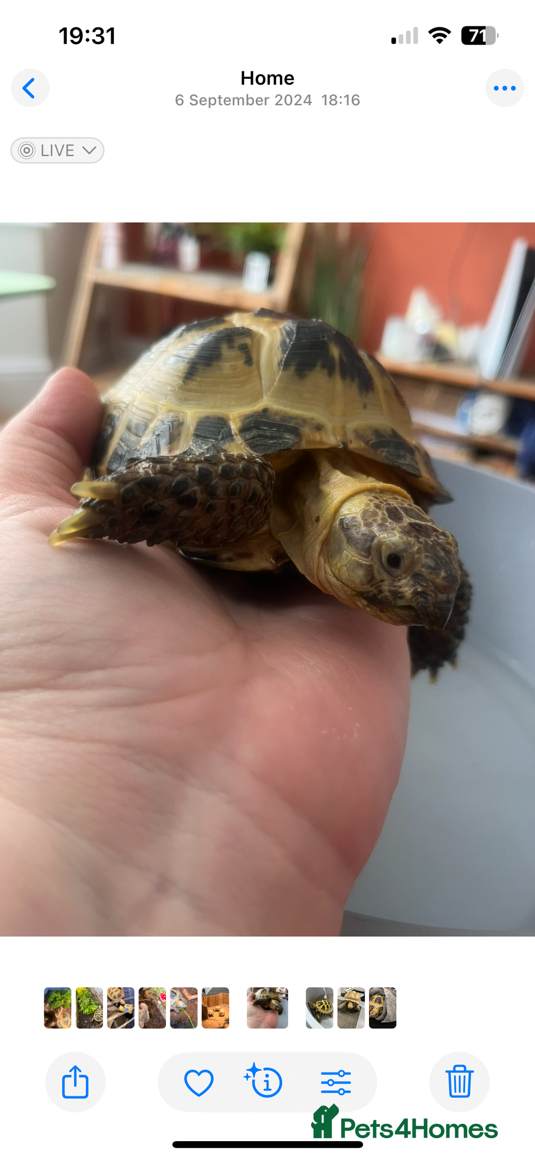 Tortoise reptiles for sale: 8 year old horsefield tortoise with tortoise table - Advert 3