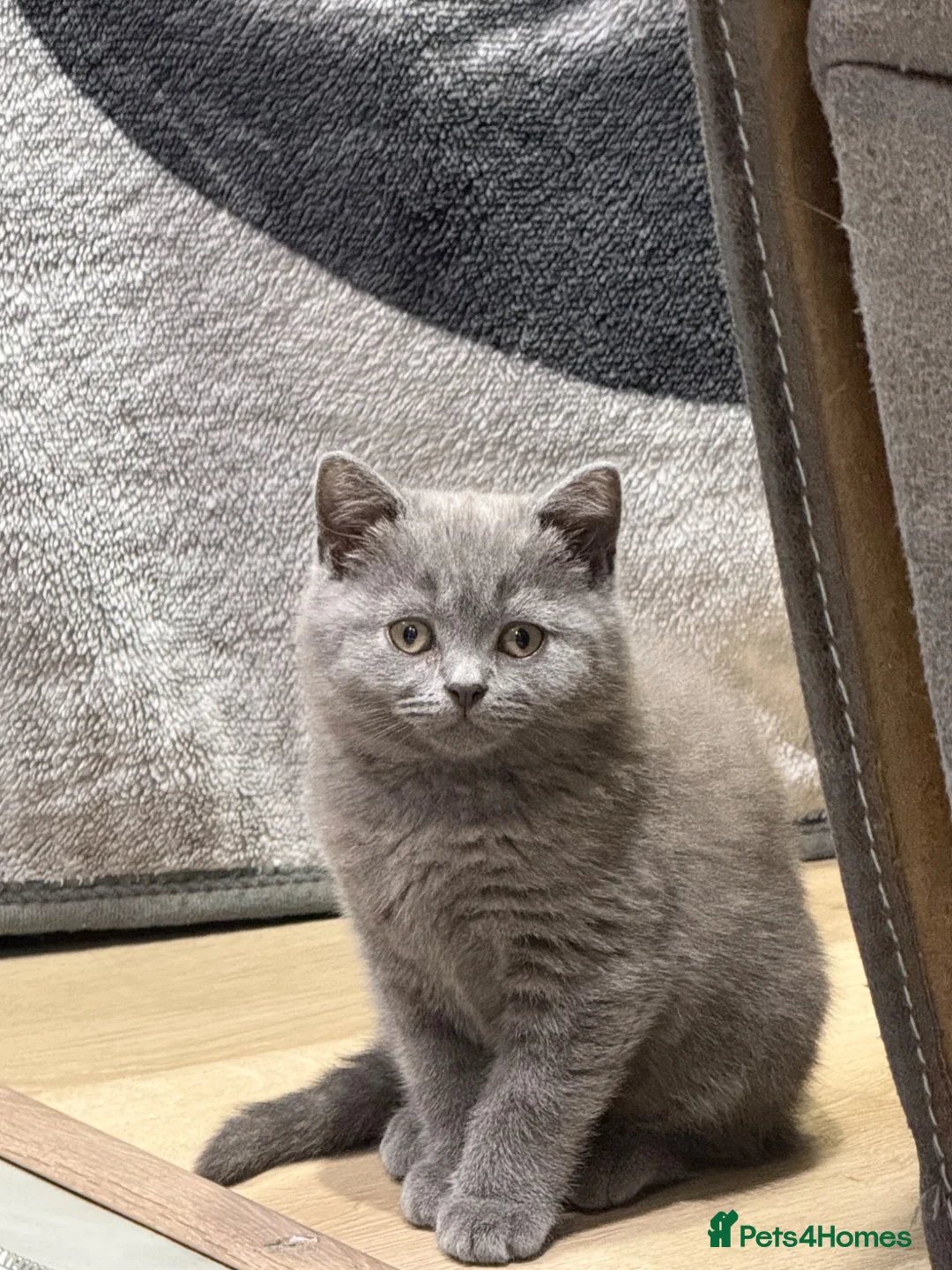 British Longhair cats for sale: British shorthair kittens “Ready now” - Advert 2