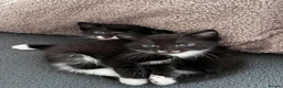 Mixed Breed cats for sale: 2 gorgeous male kittens looking for forever home - Advert 3