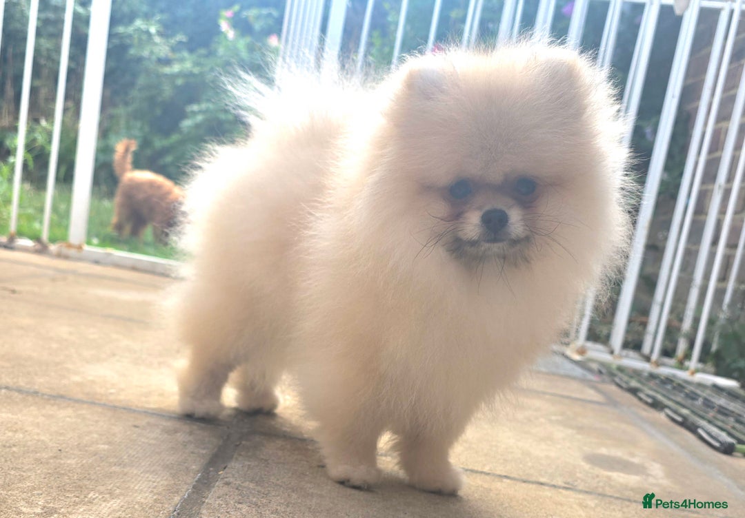 Pomeranian dogs for sale: XXS🐶KC REG🐾Pomeranian Puppies for sale🐶 in Brentwood - Image 15