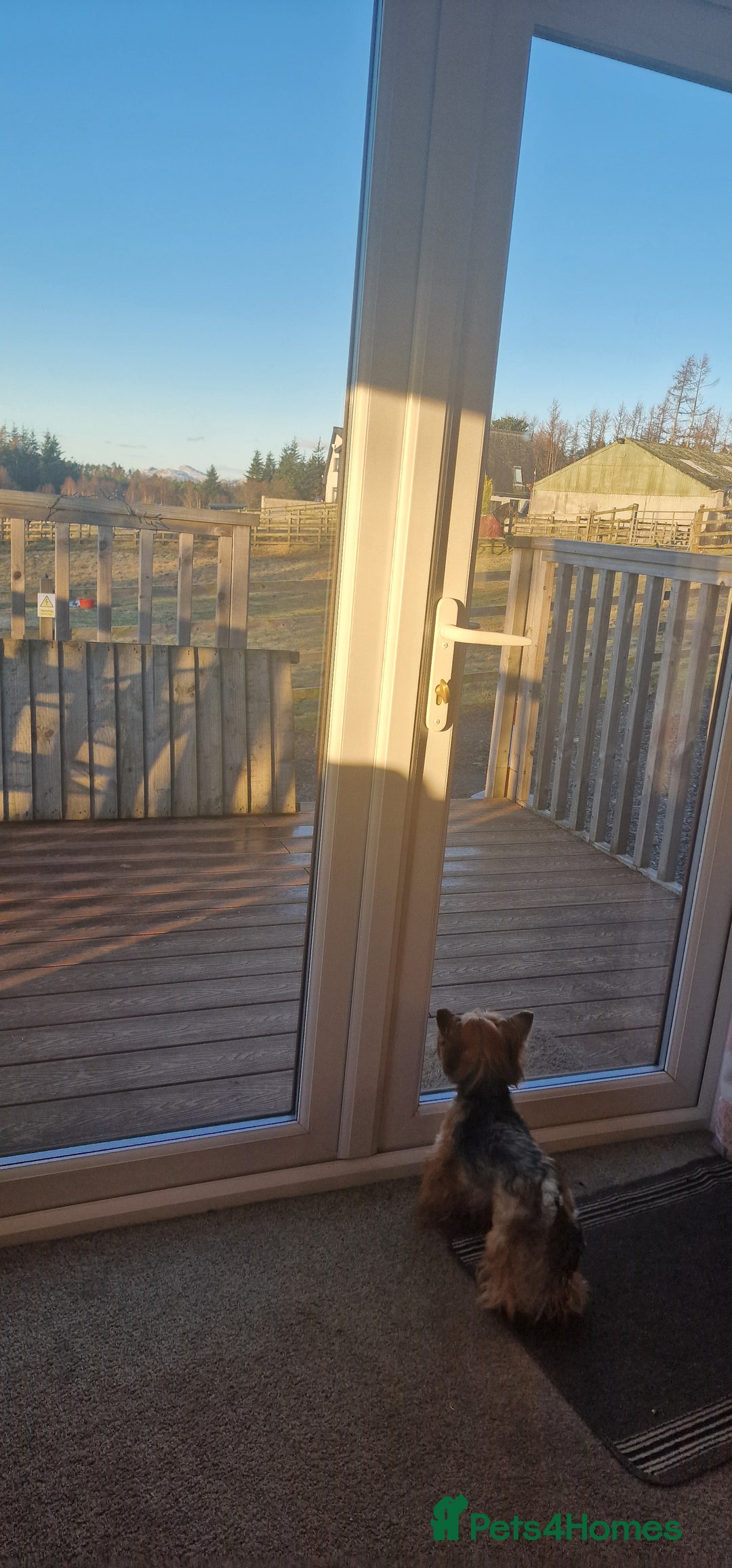 Yorkshire Terrier dogs for sale: Adult York Terrier for sale  - Image 11