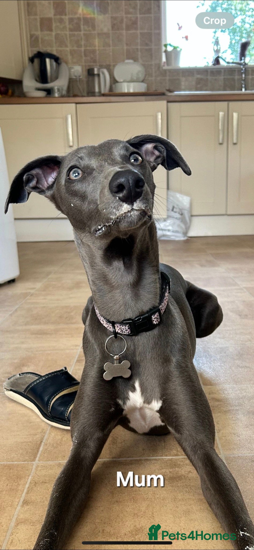 Whippet dogs for sale: Beautiful Male Whippet Puppy - Image 19