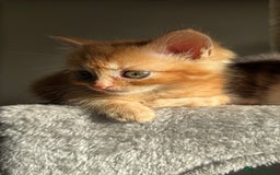 Persian cats for sale: mixed bombay and persian kittens  - Image 29