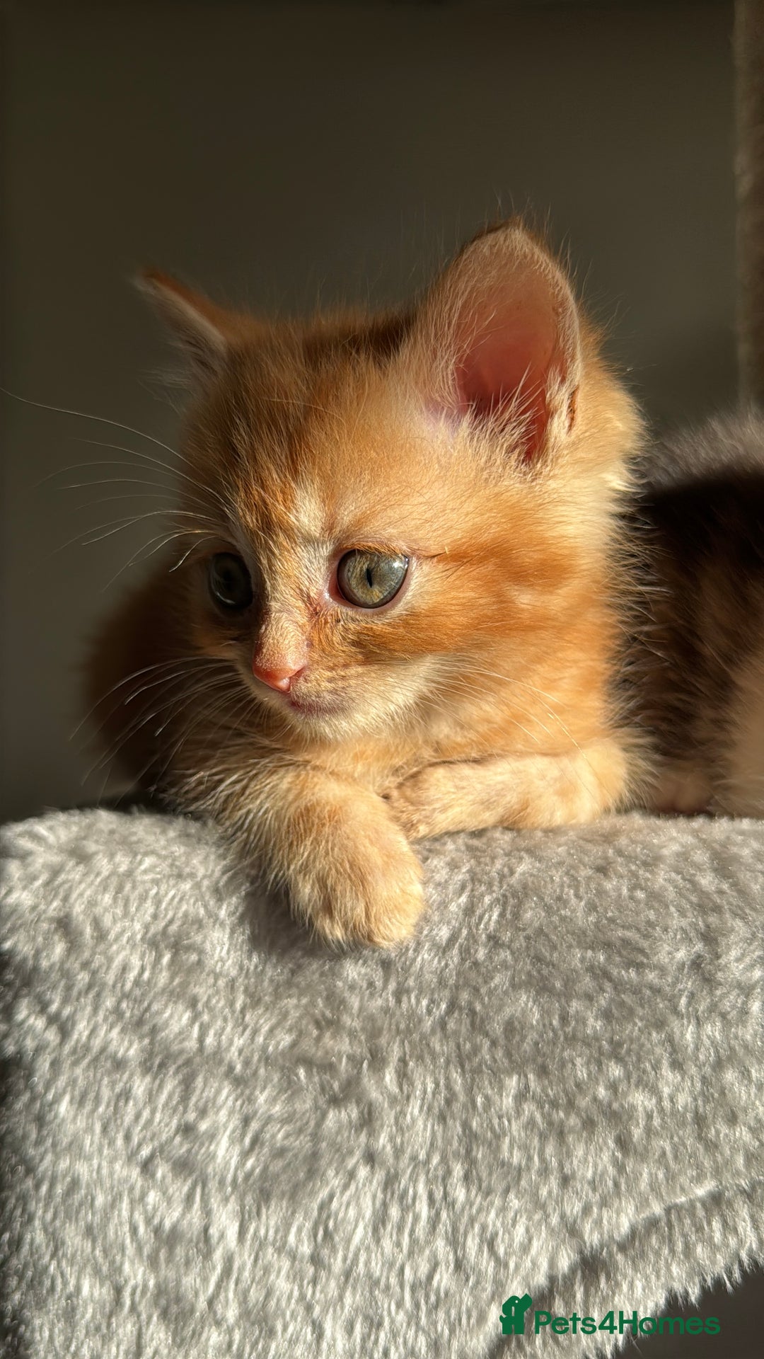 Persian cats for sale: mixed bombay and persian kittens  - Image 29