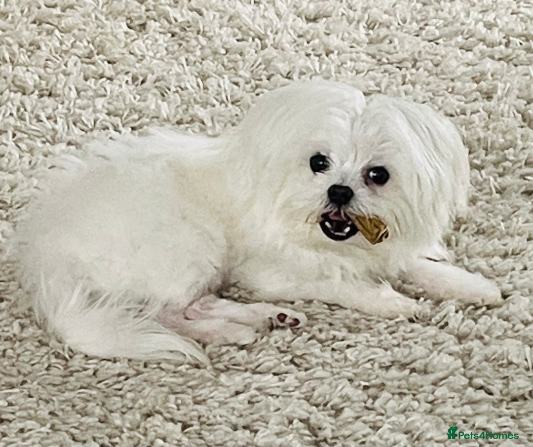 Maltese dogs for sale: 7 month old Maltese looking for a home  - Advert 4