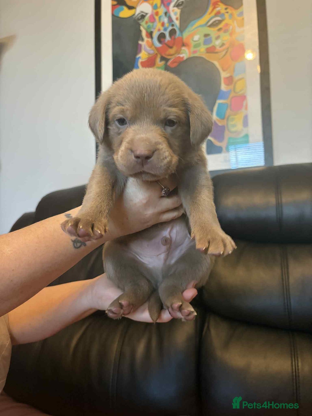 Labrador Retriever dogs for sale: Beautiful KC registered labrador puppies  - Advert 7