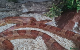 Corn Snake reptiles for sale: Corn Snake For Sale - Image 2
