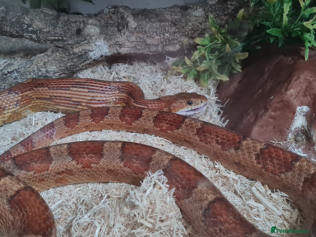 Corn Snake reptiles for sale: Corn Snake For Sale - Image 2