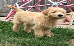 Mixed Breed dogs for sale: READY TO LEAVE - DNA health tested Puppies  - Image 11