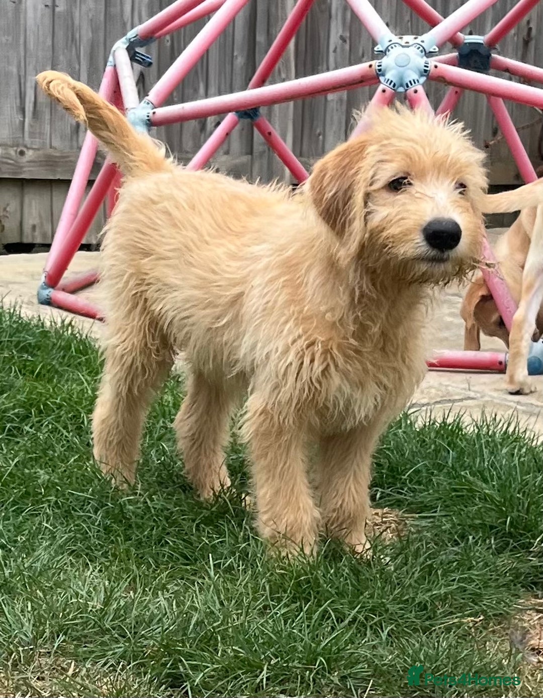 Mixed Breed dogs for sale: READY TO LEAVE - DNA health tested Puppies  - Image 11