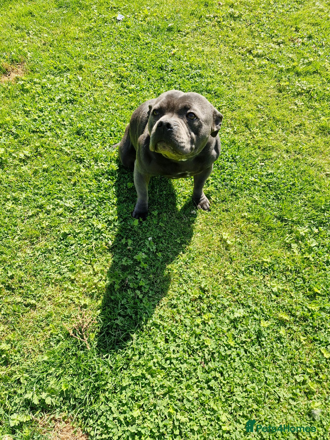 Staffordshire Bull Terrier dogs for sale: Stunning female staffordshire bull terrier  - Advert 2