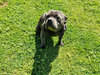 Staffordshire Bull Terrier dogs Stunning female staffordshire bull terrier - Advert 1