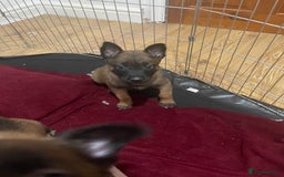 Belgian Shepherd Dog dogs for sale: Belgian Malinois - Image 4