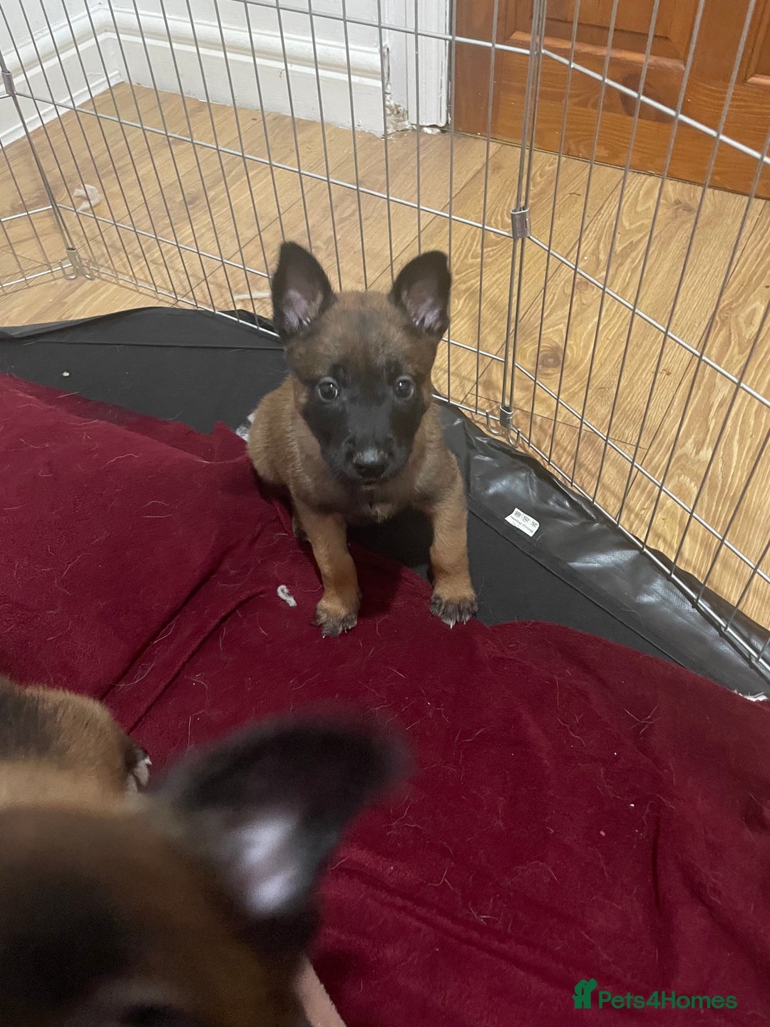 Belgian Shepherd Dog dogs for sale: Belgian Malinois - Image 4