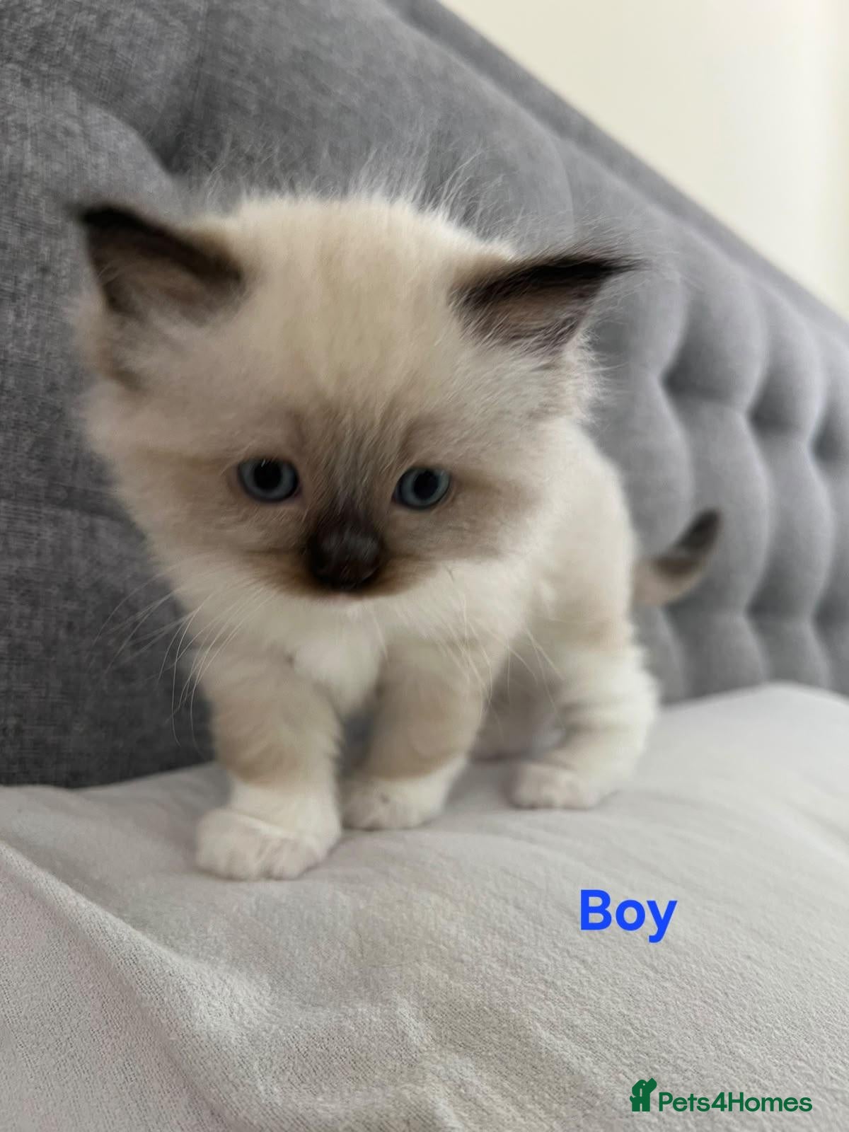 Ragdoll cats Pure Bred Ragdoll Kittens for Sale - Advert 2