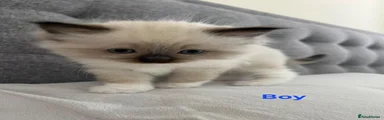 Ragdoll - Boy 