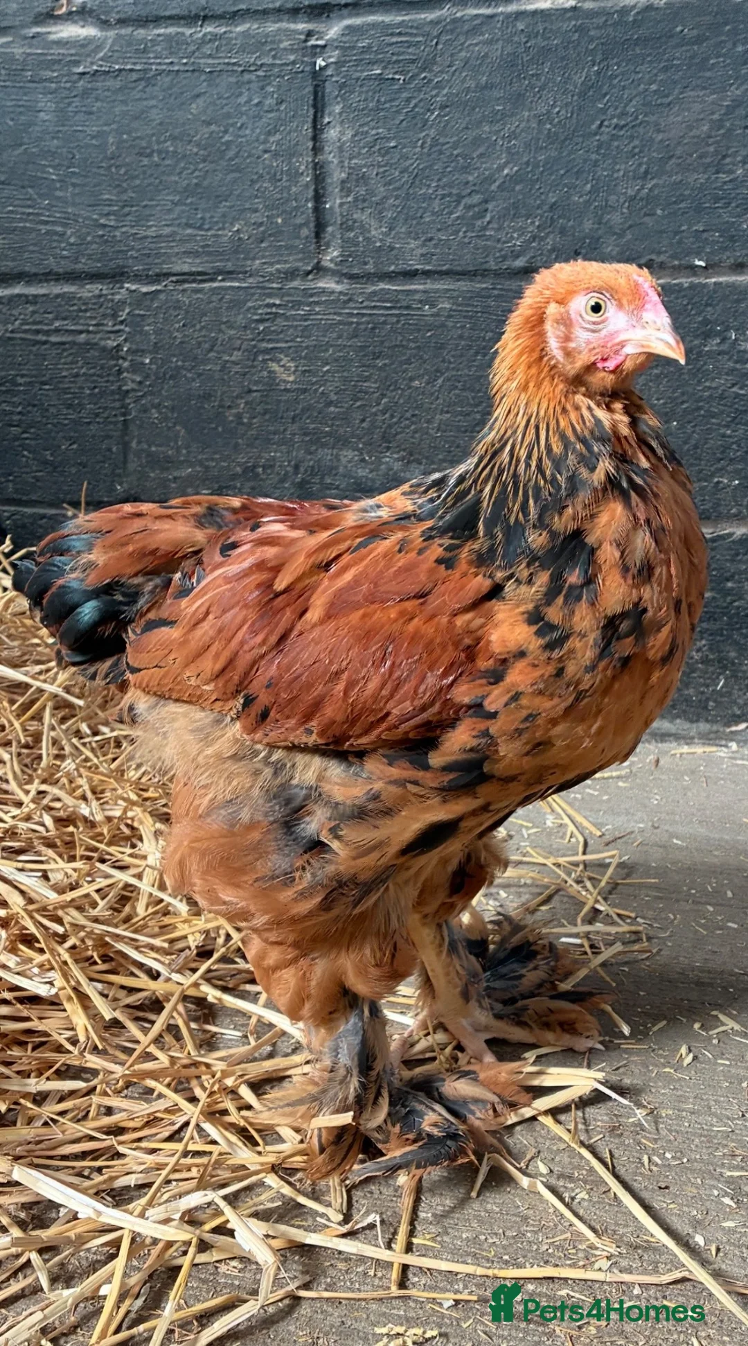 Chickens poultry for sale: Brahma Chickens for sale  - Advert 1