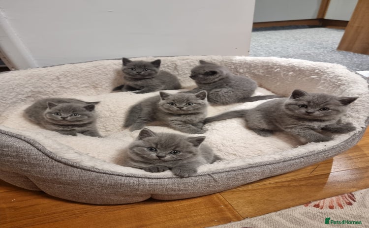 British Shorthair cats - Advert 1