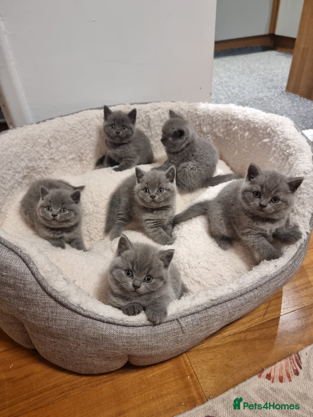 British Shorthair cats for sale: Beautiful kittens british shorthair  - Image 1