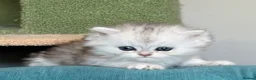 Persian cats for sale: Beautiful friendly socialised kittens in Altrincham - Advert 13