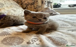 British Shorthair cats for sale: British blue short hair x Scottish fold ears - Image 8