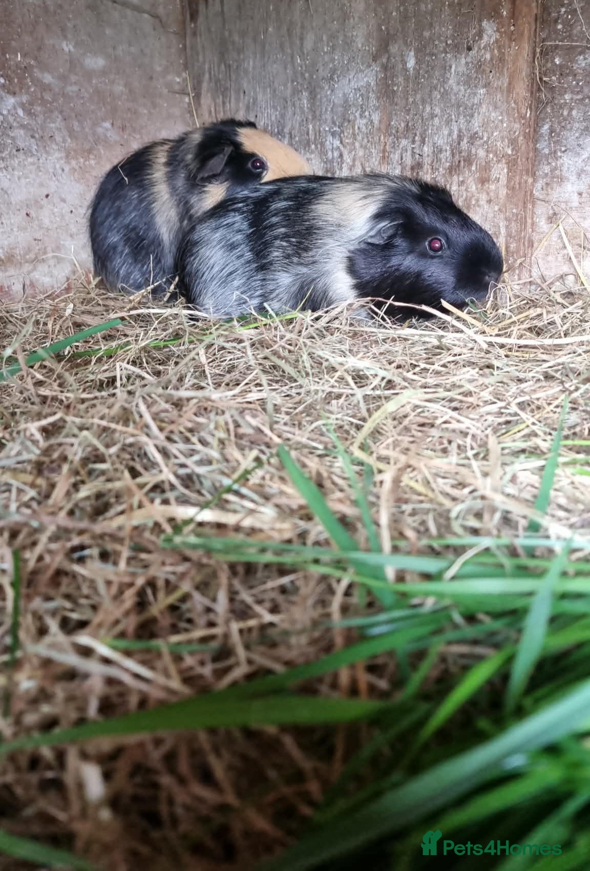 Guinea Pig rodents 1 x female guineapig  8 months old.  - Advert 3