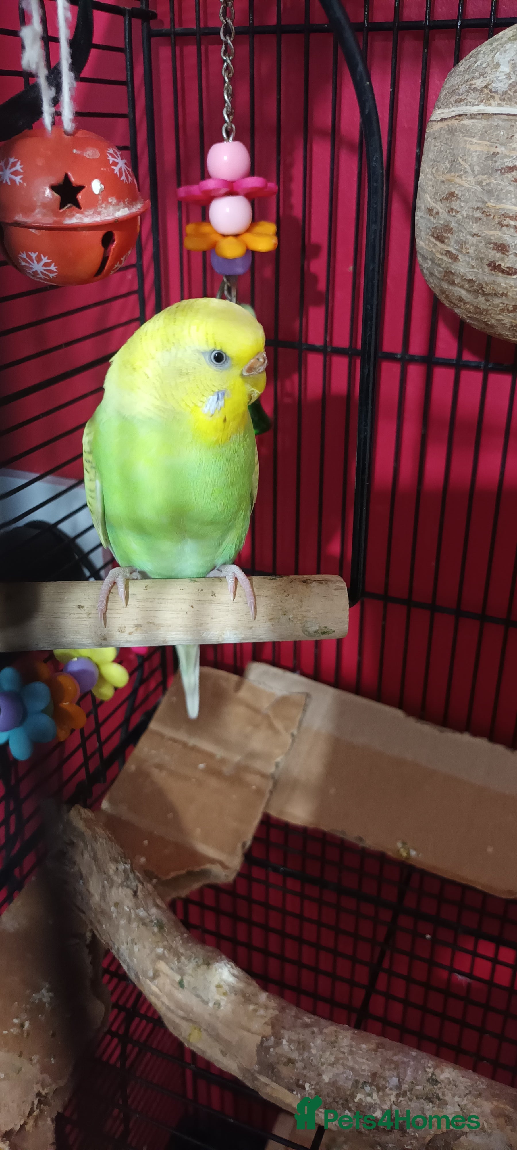 Budgerigars birds Female budgie for sale - Advert 1
