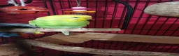 Budgerigars birds for sale: Female budgie for sale in Watford - Advert 1