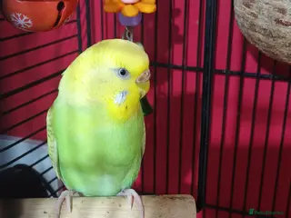 Budgerigars birds Female budgie for sale - Advert 1