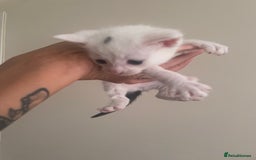 Mixed Breed cats for sale: Ragdoll cross birthed 5 babies in Paignton - Image 9
