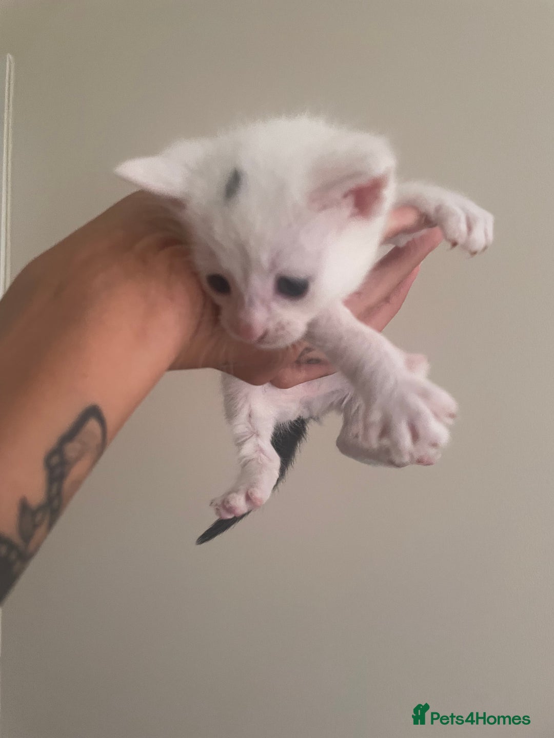 Mixed Breed cats for sale: Ragdoll cross birthed 5 babies in Paignton - Image 9