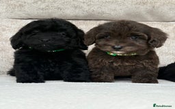 Cockapoo dogs for sale: 😍😍 F1 cockapoo puppies 😍😍 - Image 3