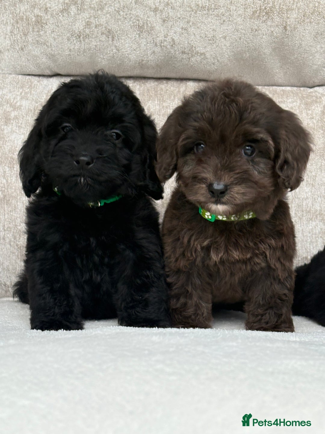 Cockapoo dogs for sale: 😍😍 F1 cockapoo puppies 😍😍 - Image 3