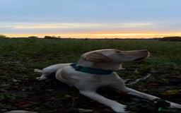 Labrador Retriever dogs for sale: Fully Trained Whiskey 🥃  - Image 4