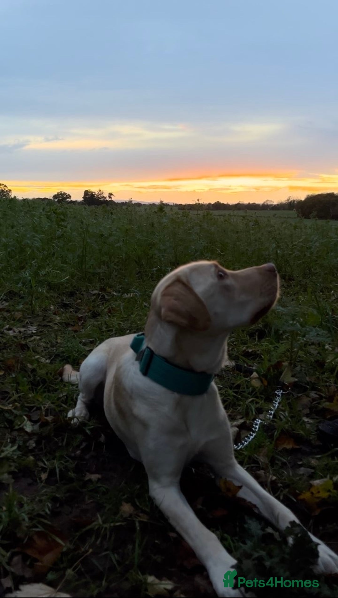 Labrador Retriever dogs for sale: Fully Trained Whiskey 🥃  - Image 4