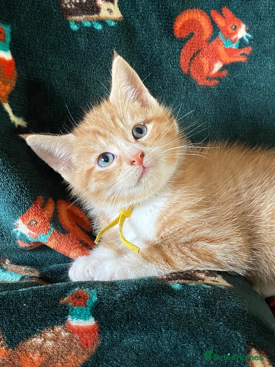 Mixed Breed cats for sale: Maine Coon, BSH, moggy mash ups - Advert 23