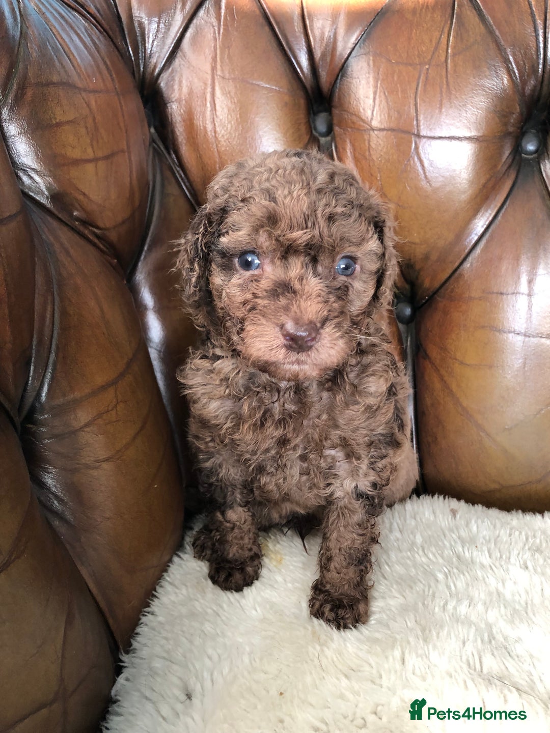 Labradoodle dogs for sale: Miniature Curly-Coated Teddybear Labradoodles  - Advert 35