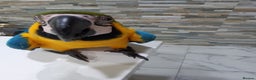 Macaws birds for sale: Blue and Gold Macaw for sale  - Advert 4