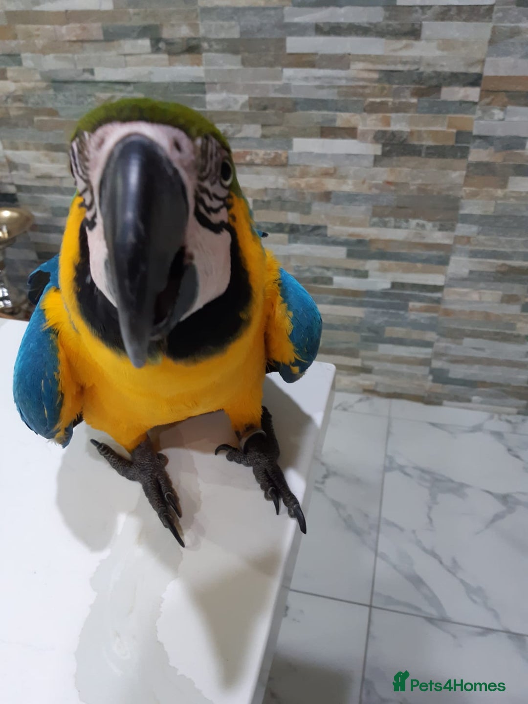 Macaws birds for sale: Blue and Gold Macaw for sale  - Advert 4
