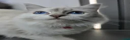 Ragdoll cats for sale: BEAUTIFUL PEDIGREE RAGDOLL KITTENS STUNNING - Advert 8